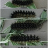 melit arduinna larva7 volg1